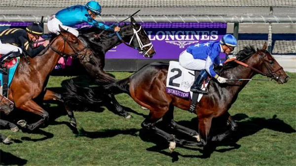 美国育马者杯草地两岁马大赛冠军赛马将前往日本配种 大陆马.jpg