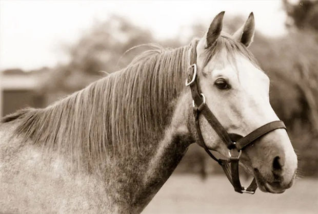 日本传奇长寿明星赛马“琵琶晨光”离世 享年30岁 大陆赛马网.jpg