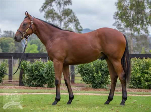 CHC杰士马主俱乐部2岁公马“逐影”澳洲夺冠:30万澳币购自神奇百万 大陆赛马网 (1).jpg