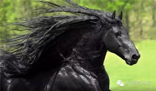 他“长发飘飘”被评为世界最帅马,他配种一次3万元6.jpg