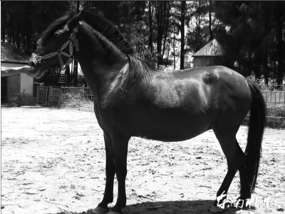 “晋江马”入选福建省级畜禽遗传资源保护名录 大陆赛马网
