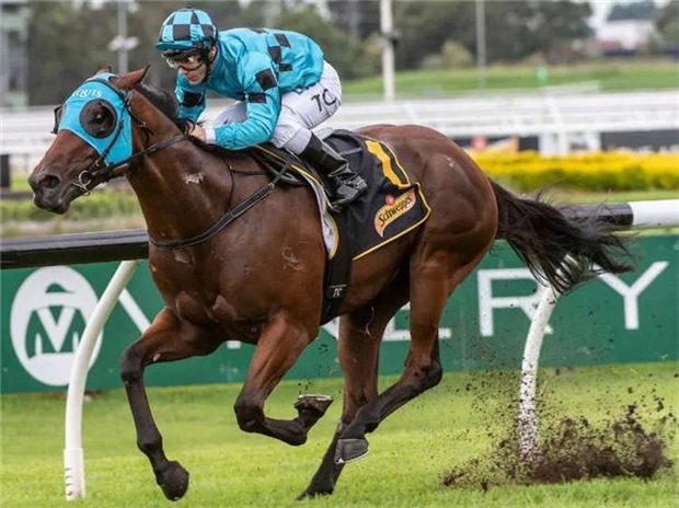 Aquis Farm雅士牧场与日发牧马堂共有三岁公马“碧蕙山”退役配种:已有两匹“皮耶罗”子嗣种公马 大陆赛马网 (4).jpg