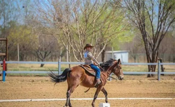 如何学习马术?情绪、身体、设备都要保证良好的状态 大陆马.jpg