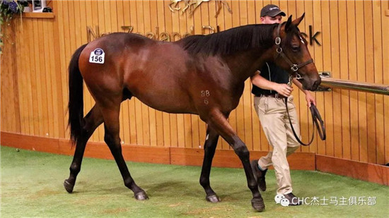 CHC百万马驹2-大陆赛马网.jpg