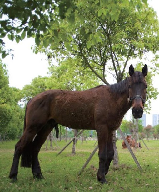 温州市民闹市骑马 18万骏马车祸被撞死 大陆赛马网3.jpg