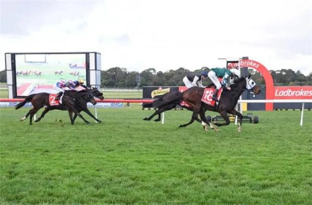 “伽利略”子嗣“玉龙队长”澳洲2400米两连胜:12战3冠3亚2季2殿战绩亮眼 大陆赛马网 (1).jpg