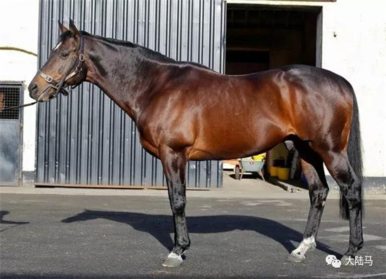 “科迪亚克”-大陆赛马网.jpg