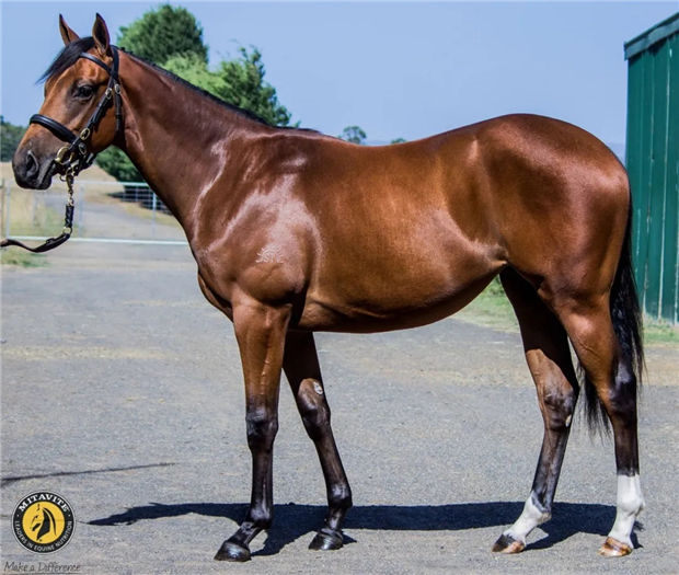 华宇马业三岁雌马“疾行如飞”澳洲轻取第二冠:12战2冠3季4殿 大陆赛马网 (2).jpg