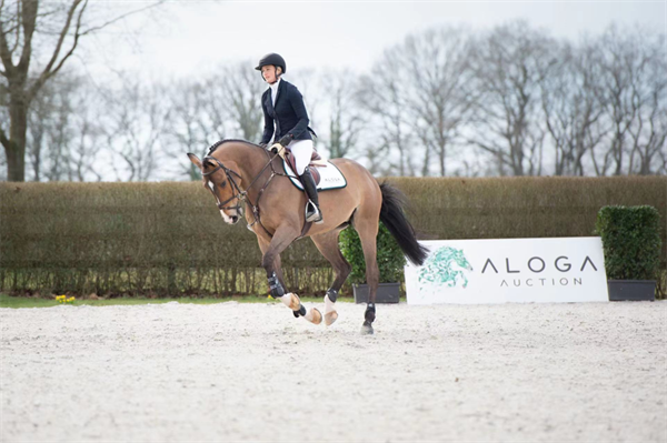 全球顶级马术赛马拍卖会即将开幕!冠军骑手为你选马! 大陆马 (10).png