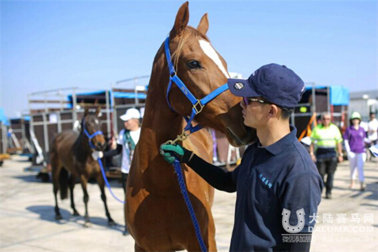 78匹澳洲种马坐“专机”抵达青岛 总价高达上千万元