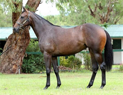 山西玉龙小雌马“圣意”澳大利亚首秀获亚军 目标金拖鞋1.jpg