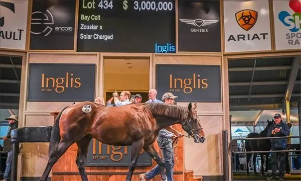 “摘星勇骥”周岁子嗣以1400万成交,位列澳洲纯血周岁马历史成交价第三名 大陆马.jpg