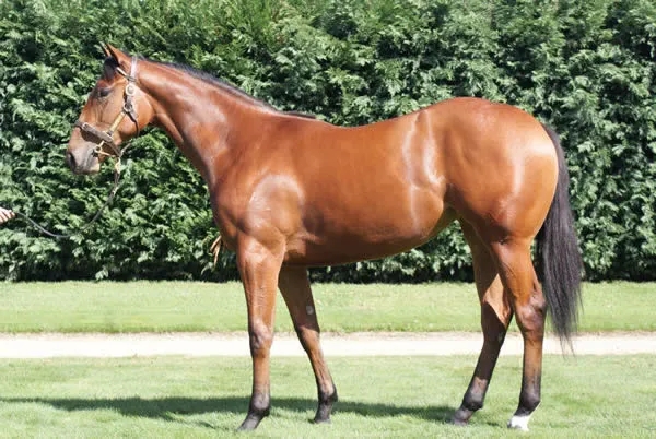 CHC杰士马主俱乐部三岁雌马“槟城”澳洲一放绝尘精彩夺冠 大陆赛马网.jpg