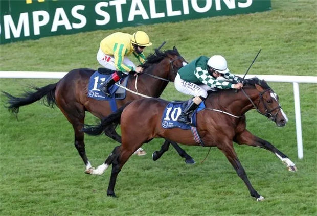 这匹马因疫情没来中国:玉龙马业“猎狐大师”爱尔兰精彩夺冠 大陆赛马网 (1).jpg