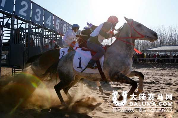北京马协天拓马业杯新年赛马大会元旦举行 大陆赛马网3.jpg