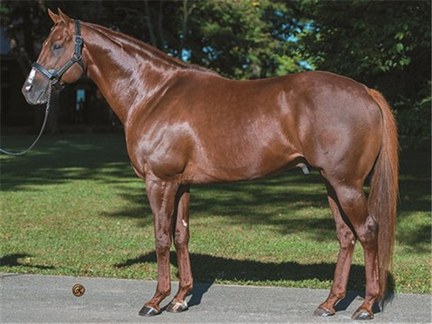 令美国赛马界遗憾的天才赛驹“更快来”:三战全胜,2岁受伤被迫退役做种马 大陆赛马网 (1).jpg