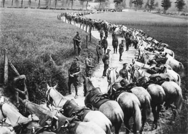 新冠疫情堪比第三次世界大战,你知道800万匹马死于一战么? 青马网大陆马 (1).jpg