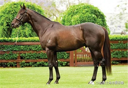 CHC上周末再传捷报:三岁雌马“萨顿森林”澳洲获生涯首冠3.jpg