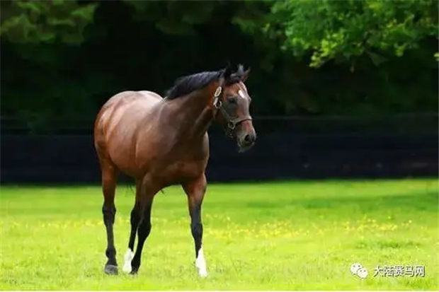 赛季100胜!2岁赛马“伊戈尔”为Aquis Farm雅士牧场带来澳洲本赛季第100个头马! 大陆赛马网 (3).jpg