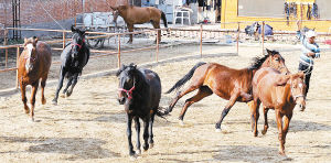 秦岭脚下牧马人 大陆赛马网3.jpg