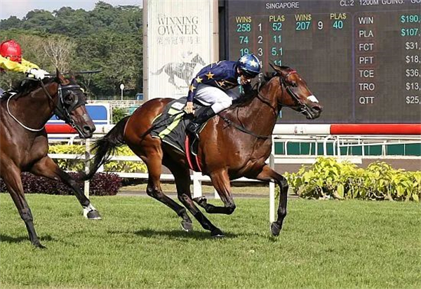 林家准将”新加坡赛场七战七胜保持不败:父系“火山群岛” 大陆马.jpg