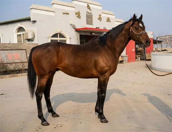 “一鸣越影”:国内多个赛场的冠军王者,夺冠途程从1000米到2000米! 大陆马 (3).jpg