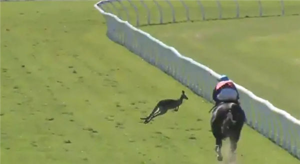 澳大利亚一只袋鼠进入赛马场险撞赛马酿惨剧 大陆赛马网.jpg