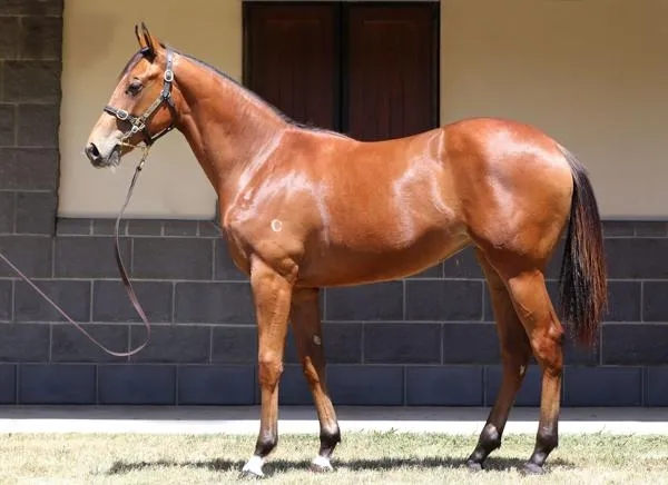 玉龙马业三岁雌马“吉普赛选择”澳洲夺冠:5万澳币购自殷利殊 大陆赛马网 (2).jpg