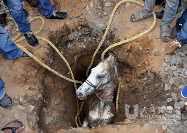 《时代周刊》评出2014年最佳马影像,总有一张震撼你的心灵 大陆赛马网6.jpg