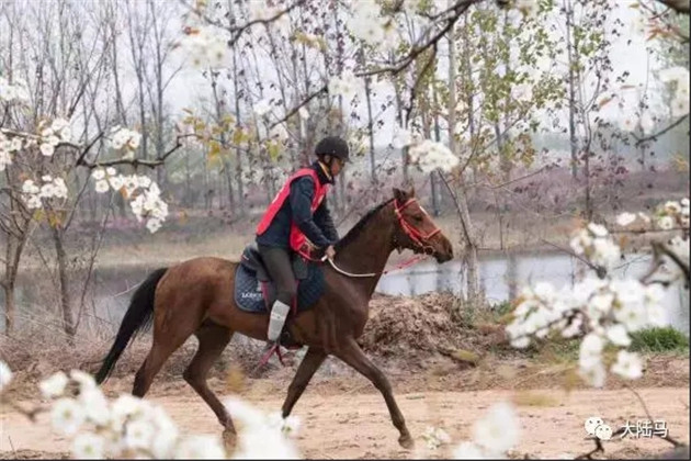 砀山县委书记直播带货卖梨!已把砀山打造成马术耐力赛名城 大陆赛马网 (5).jpg