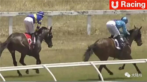 莱德马业赛驹“龙之御风”在新西兰获胜!1.jpg