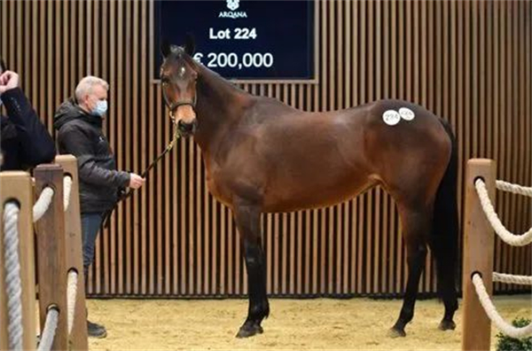 放开配种数量:美国肯塔基取消种马一年配种140匹母马的上限规定丨全球赛马一周精彩呈现 大陆马 (4).jpg