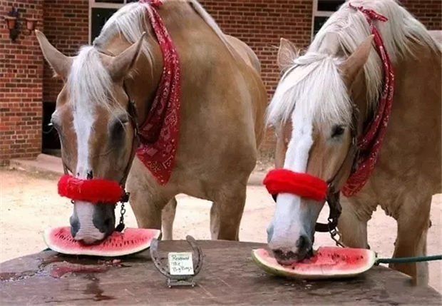 听说不能给马吃太多西瓜?西瓜皮能不能给马吃? 青马网大陆马 (1).jpg