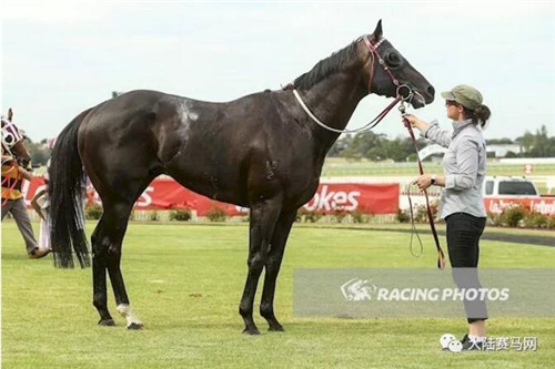 玉龙赛驹“Sohool”澳洲夺冠:有个22连胜的半血姐姐“云丝仙子”2.jpg