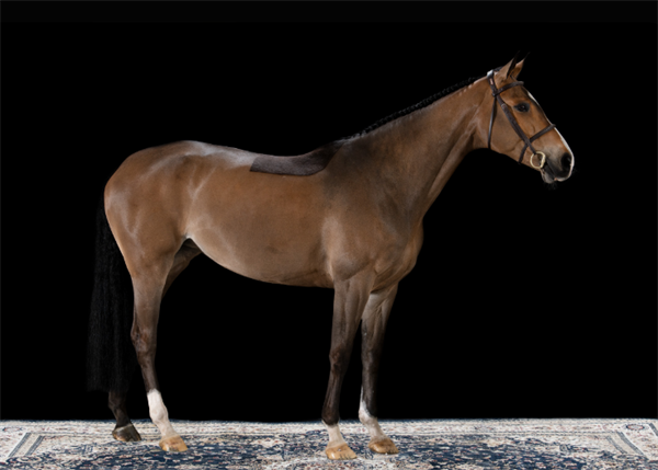 19匹马超2300万成交额!全球顶级温血马拍卖会完美收官! 大陆马 (5).png