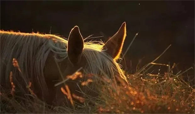 明天开始,你就可以读懂马用鼻、口、眼、耳、颈给你“说”的话啦! 青马网大陆马.jpg