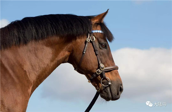 “迪拜威”-大陆赛马网.jpg
