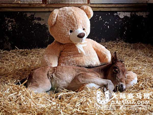 认熊当妈:英国一马驹“孤儿”把玩具泰迪熊当妈妈 大陆赛马网.jpg
