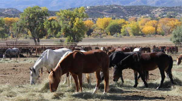 美国95匹野马死于未知传染病 大陆马.png