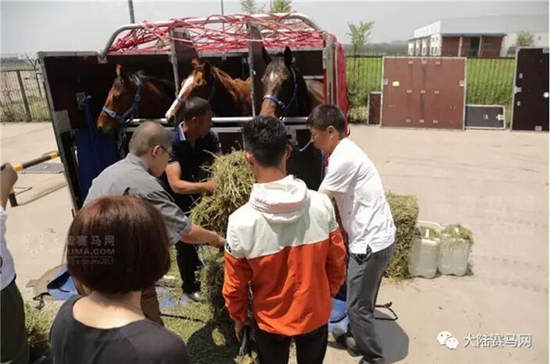 玉龙马业,81,澳洲纯血马,包机,太原机场,进口马匹,历史7.jpg