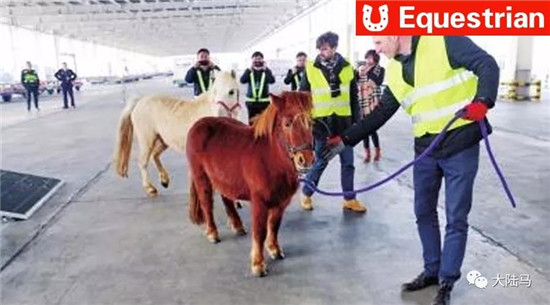 马匹进口不停歇
！11匹小矮马16个小时从卢森堡飞抵郑州