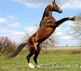 马术知识:热血马、冷血马、温血马分别是什么意思? 大陆赛马网2.jpg