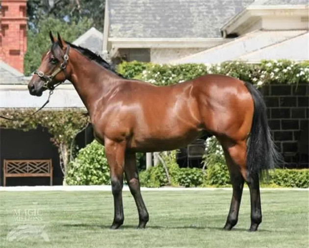 蒙骏马业安志强澳洲再添冠军赛马:“荣誉归来”一放到底首秀夺冠 大陆赛马网 (1).jpg