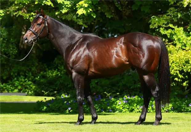 从欧洲转战北美勇夺第二冠!玉龙马业三岁雌马“闪耀光芒”美国大放异彩 大陆赛马网 (2).jpg