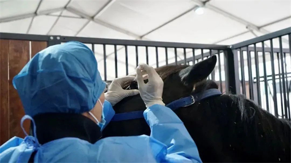 青马课堂丨马鼻疽:马属动物的人畜共患病 大陆马.jpg