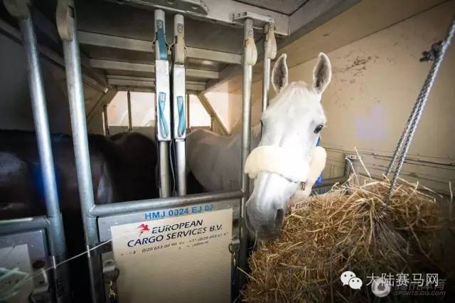 奥运参赛马匹坐商务舱抵达巴西:华天和“堂·热内卢”里约最新动态 12.jpg