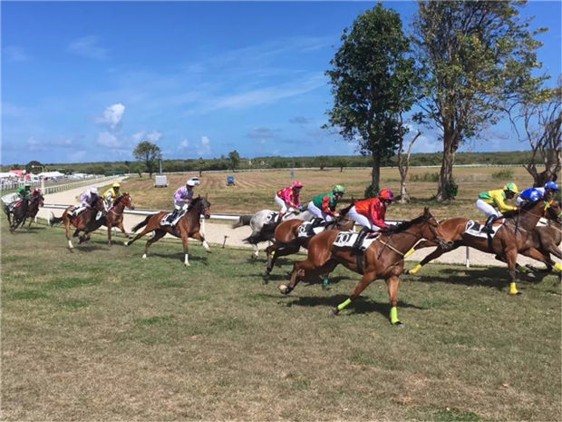 加勒比“疯狂”的可不止是海盗!那里的赛马超出我们想象! 大陆赛马网 (11).jpg