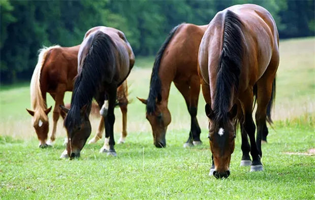 如果有条件,多增加你的爱马放牧时间,哪怕牵着它慢走几圈! 青马网大陆马.jpg