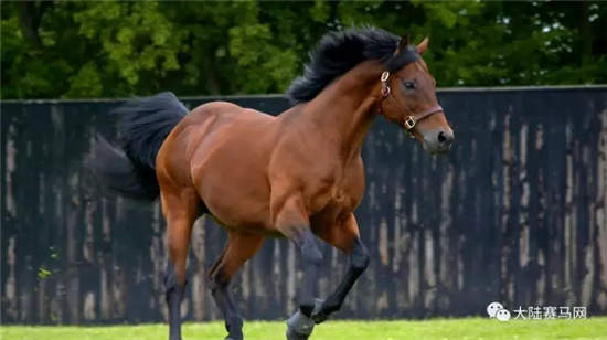 跨界王:速度赛马之王“迪拜威”子嗣因马术盛装舞步闻名!.webp (3).jpg