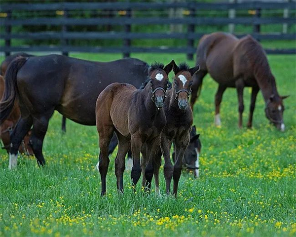 放开配种数量:美国肯塔基取消种马一年配种140匹母马的上限规定丨全球赛马一周精彩呈现 大陆马 (2).jpg